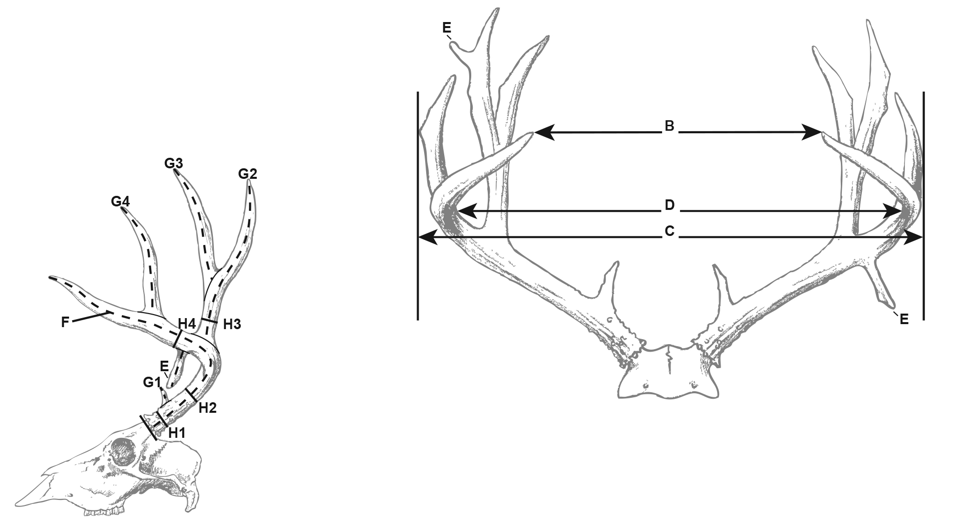 whitetail deer antler diagram