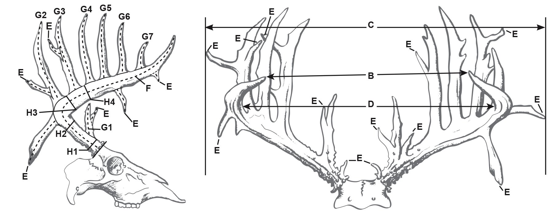 Typical Whitetail Deer Scoresheet