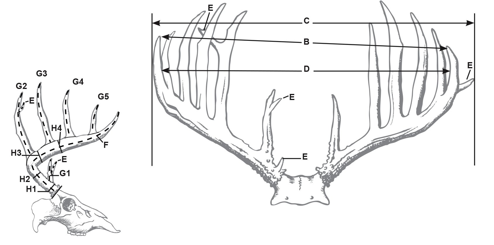 Unofficial ScoreChart Typical Coues Whitetail Deer Boone And